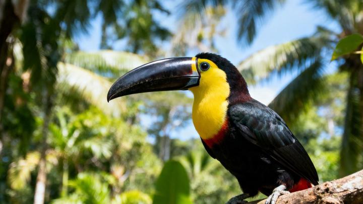 19_04_2026 - Biodiversita dal Brasile in Museo - MRSN