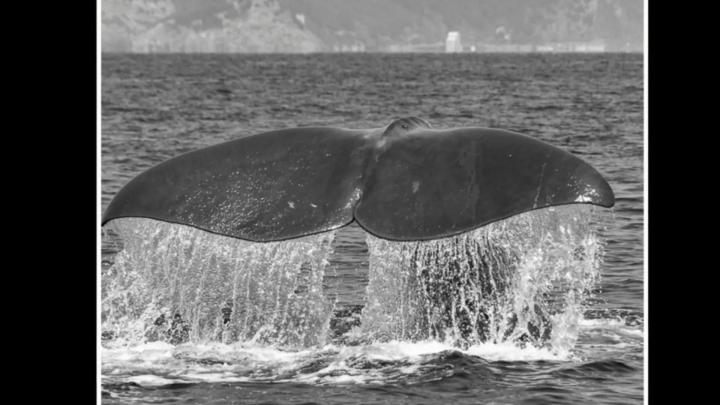 Particolare di fotografia in bianco e nero con coda di cetaceo fuori dall'acqua tra spume