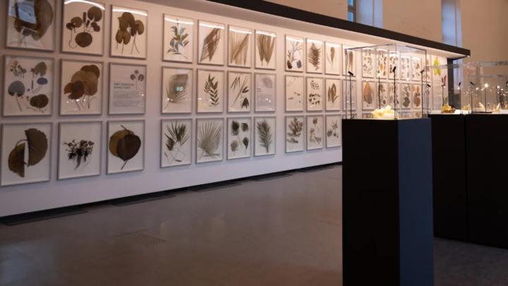 Sezione botanica di allestimento museale 