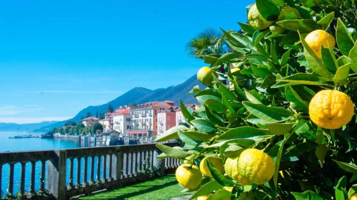 Giardino con terrazza sul Lago Maggiore e agrumi in primo piano 