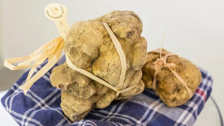 Esemplari di tartufo bianco appoggiati su tessuto