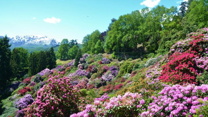 Parco Burcina Felice Piacenza, Conca dei Rododendri. Immagine da www.atl.biella.it Piante fiorite di rododendro su un versante collinare, sullo sfondo le Alpi