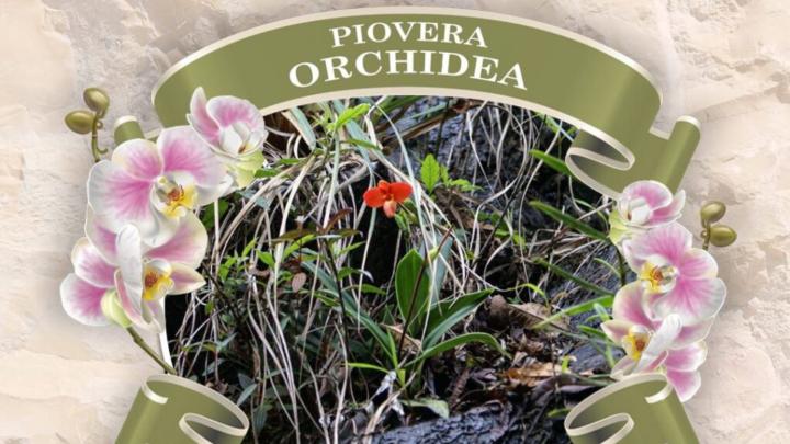 Ovale con foto di orchidea su roccia, cornice floerale e cartiglio con titolo in alto