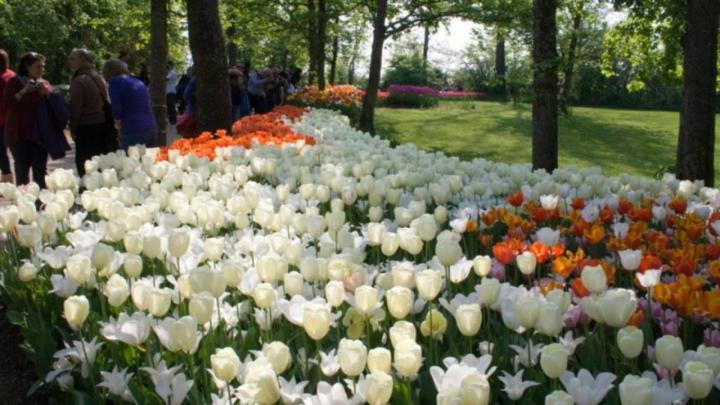 Fioritura di tulipani in un parco con alberi e visitatori