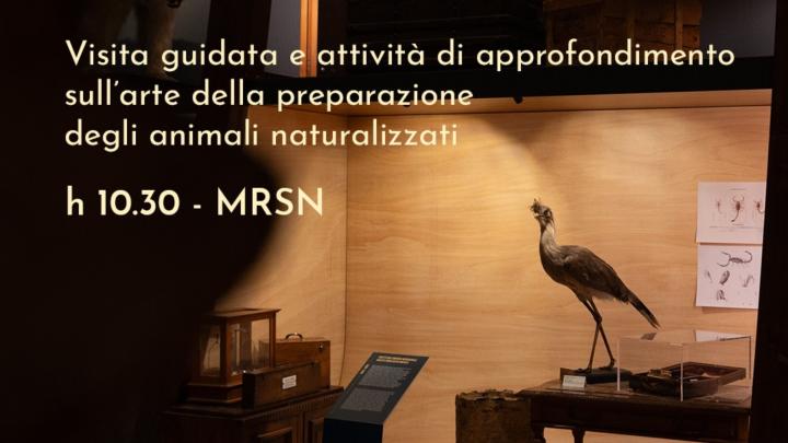 Titolo e studio di un tassidermista con un uccello su un tavolo