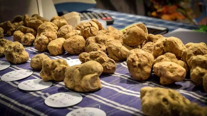 Fiera Nazionale del Tartufo di Montiglio Monferrato