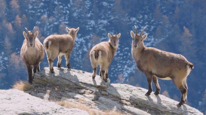 cuccioli