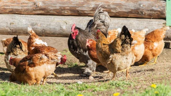 Gallina Bionda Piemontese