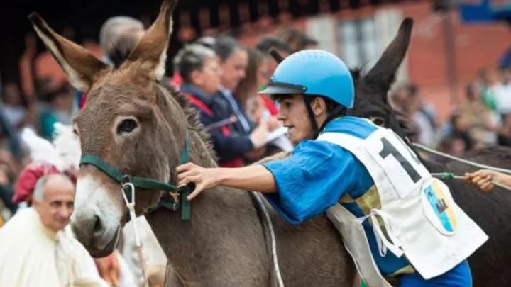 Palio degli Asini