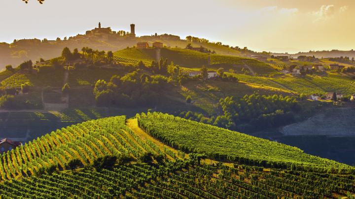 Cosa vedere in Piemonte, i vigneti delle Langhe