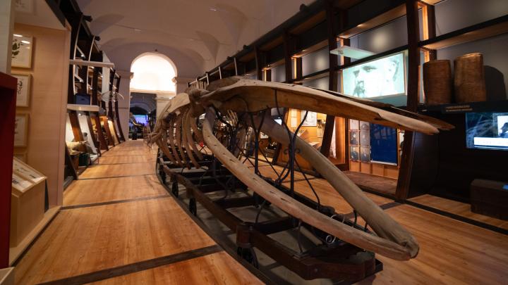 Museo Regionale di Scienze Naturali - Arca delle Esplorazioni (Img credits: @Simone Benso) 