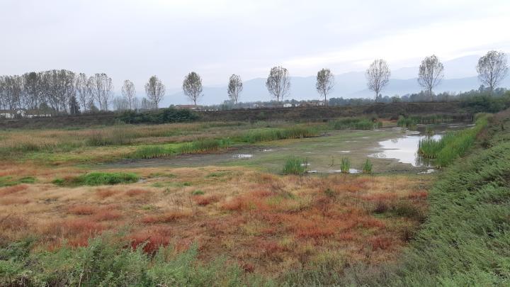 La zona umida di Paracollo (da www.parcomonviso.eu)